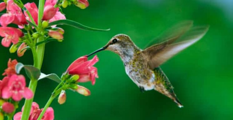 Google-Hummingbird-Banner29