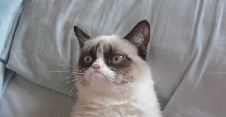 grumpycat